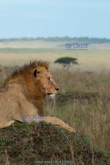 : Africa, Kenya, Serengeti Plains, Maasai Mara. Young : Africa, Kenya, Serengeti Plains, Maasai Mara. Young