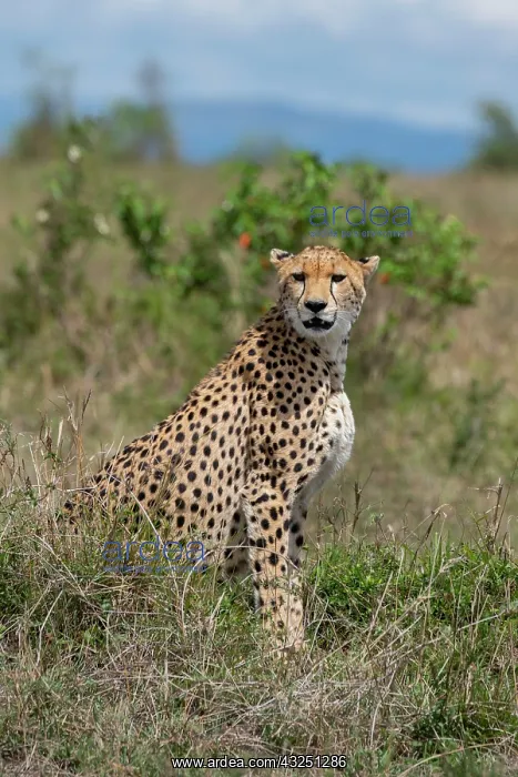 : Africa, Kenya, Serengeti Plains, Maasai Mara. Female : Africa, Kenya, Serengeti Plains, Maasai Mara. Female