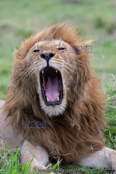 : Africa, Kenya, Serengeti Plains, Maasai Mara. Male : Africa, Kenya, Serengeti Plains, Maasai Mara. Male