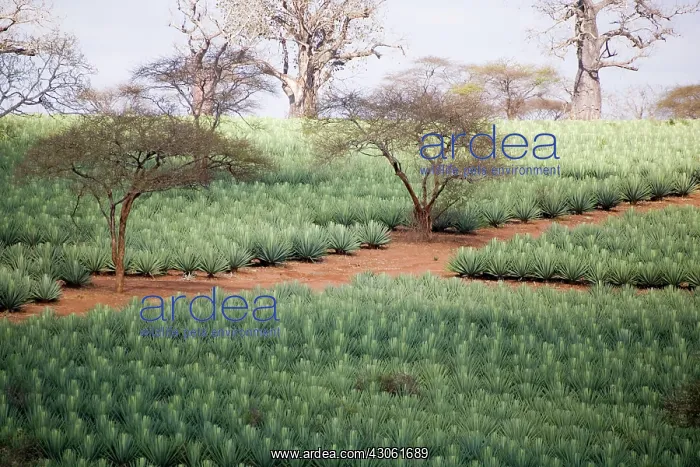 : Africa, Kenya. Sisal field dotted with Baobab : Africa, Kenya. Sisal field dotted with Baobab