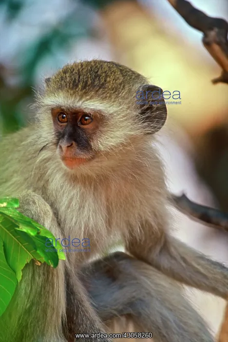 : Africa, Kenya, vervet monkey baby : Africa, Kenya, vervet monkey baby