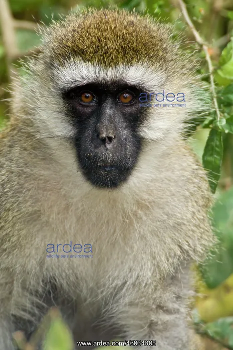 : Africa. Kenya. Vervet Monkey at Lake Nakuru : Africa. Kenya. Vervet Monkey at Lake Nakuru