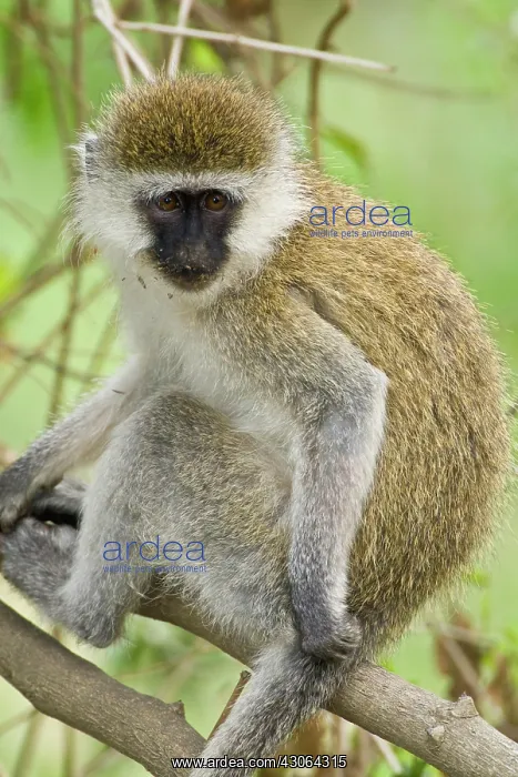 : Africa. Kenya. Vervet Monkey at Lake Nakuru : Africa. Kenya. Vervet Monkey at Lake Nakuru