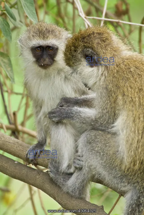: Africa. Kenya. Vervet Monkeys at Lake Nakuru : Africa. Kenya. Vervet Monkeys at Lake Nakuru