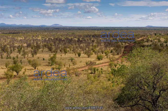 : Africa, Kenya, a view of Meru National Park : Africa, Kenya, a view of Meru National Park
