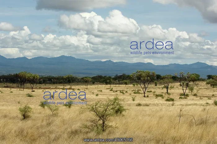 : Africa, Kenya, a view of Meru National Park : Africa, Kenya, a view of Meru National Park