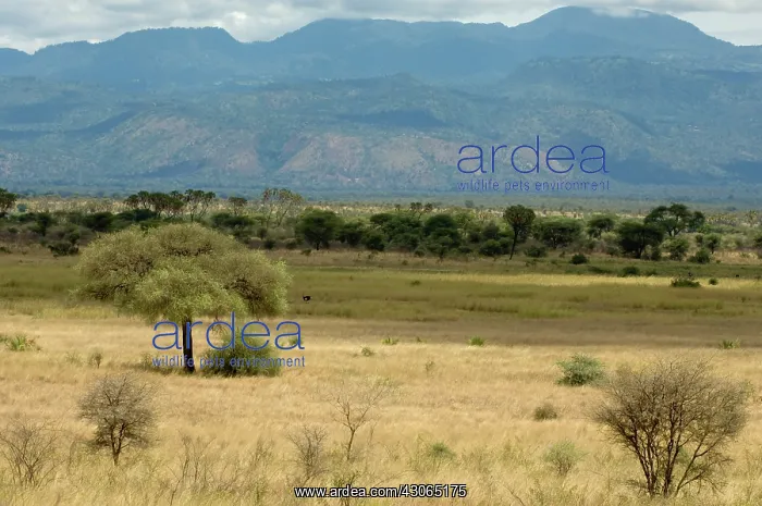 : Africa, Kenya, a view of Meru National Park : Africa, Kenya, a view of Meru National Park