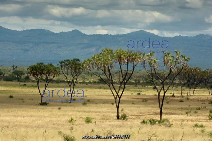 : Africa, Kenya, a view of Meru National Park : Africa, Kenya, a view of Meru National Park