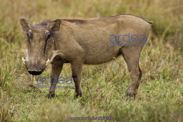 : Africa. Kenya. Warthog at Hell's Gate NP : Africa. Kenya. Warthog at Hell's Gate NP