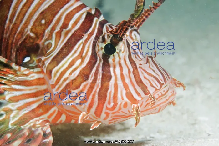 : Africa, Kenya, Watamu Marine National Park : Africa, Kenya, Watamu Marine National Park