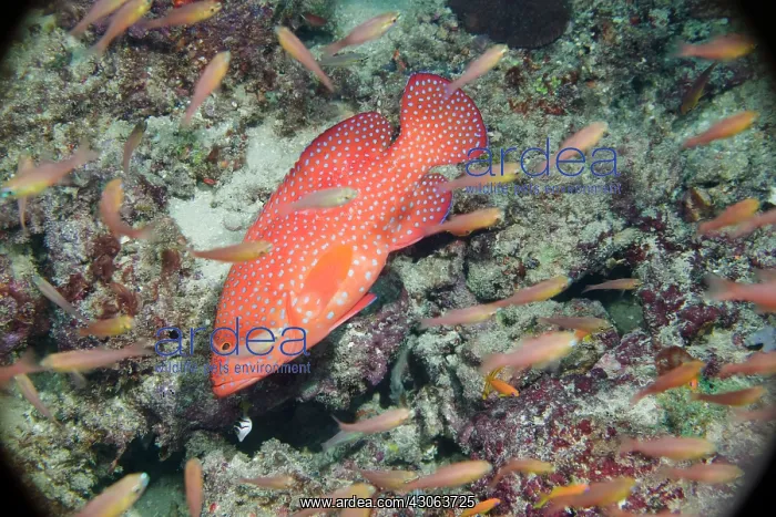 : Africa, Kenya, Watamu Marine National Park : Africa, Kenya, Watamu Marine National Park