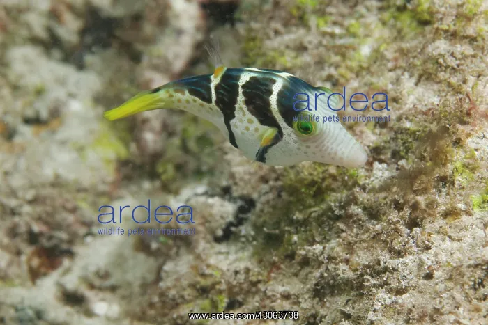 : Africa, Kenya, Watamu Marine National Park : Africa, Kenya, Watamu Marine National Park