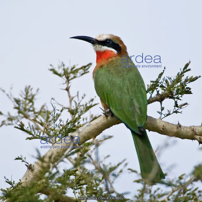 : Africa. Kenya. White-fronted Bee Eater at : Africa. Kenya. White-fronted Bee Eater at