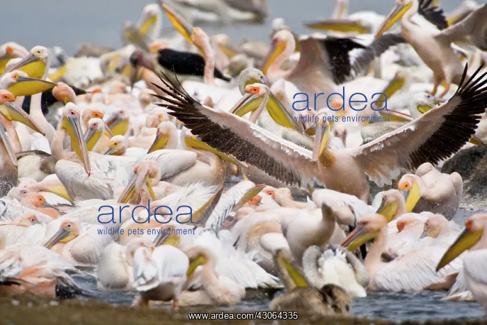 : Africa. Kenya. White Pelicans bathing at : Africa. Kenya. White Pelicans bathing at