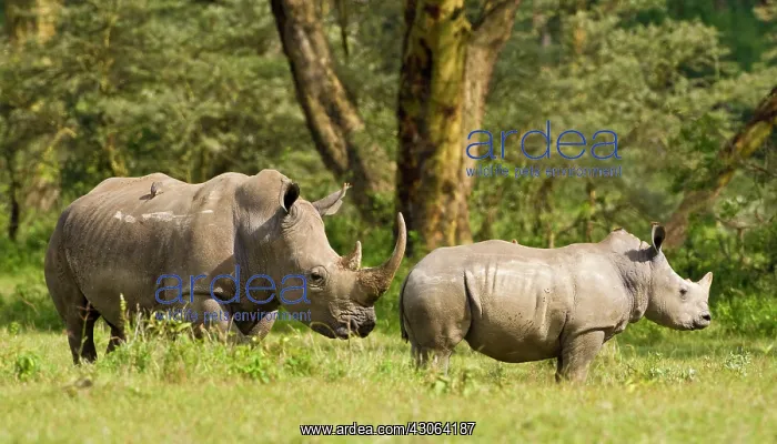 : Africa. Kenya. White Rhinocerus with baby : Africa. Kenya. White Rhinocerus with baby