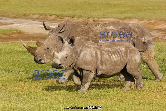 : Africa. Kenya. White Rhinocerus with baby : Africa. Kenya. White Rhinocerus with baby