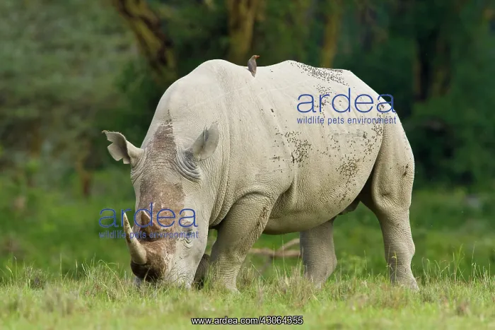 : Africa. Kenya. White Rhinocerus with Red-billed : Africa. Kenya. White Rhinocerus with Red-billed