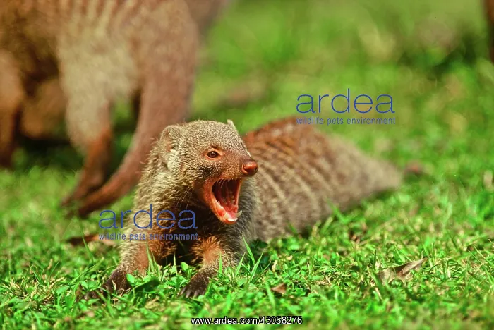 : Africa, Kenya, wildlife Common Mongoose : Africa, Kenya, wildlife Common Mongoose