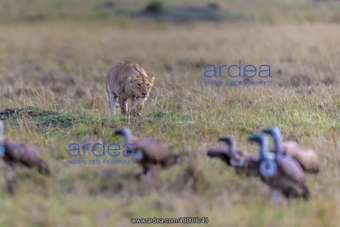 : Africa Lion lioness stalking White-headed : Africa Lion lioness stalking White-headed