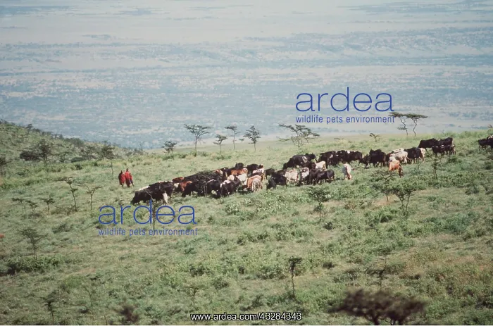 : Africa - Maasai and cattle : Africa - Maasai and cattle