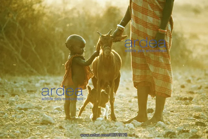 : AFRICA - MAASAI PEOPLE, woman with baby and goats : AFRICA - MAASAI PEOPLE, woman with baby and goats