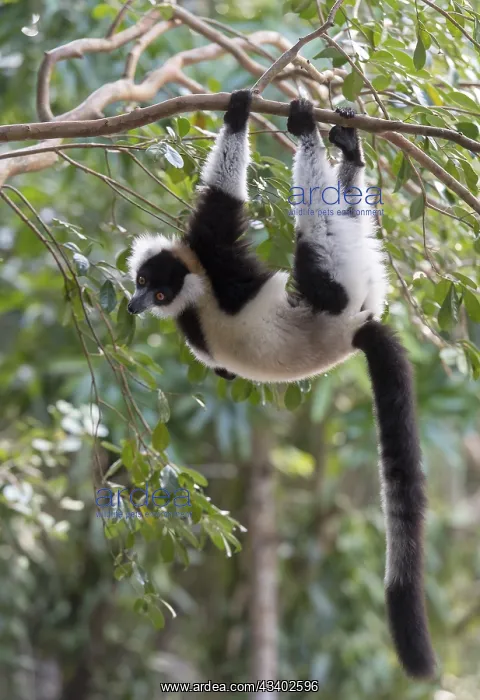 : Africa, Madagascar, lemur, lemurs, indri (Indri : Africa, Madagascar, lemur, lemurs, indri (Indri