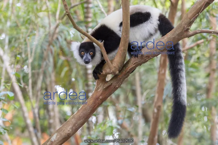 : Africa, Madagascar, lemur, lemurs, indri (Indri : Africa, Madagascar, lemur, lemurs, indri (Indri