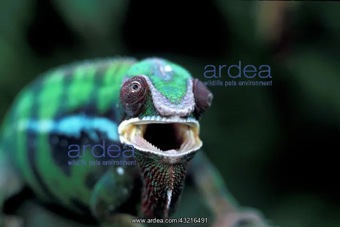 : Africa, Madagascar. Redbar Panther Chameleon : Africa, Madagascar. Redbar Panther Chameleon