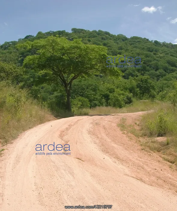 : Africa; Malawi; Cape Maclear; Dirt road : Africa; Malawi; Cape Maclear; Dirt road