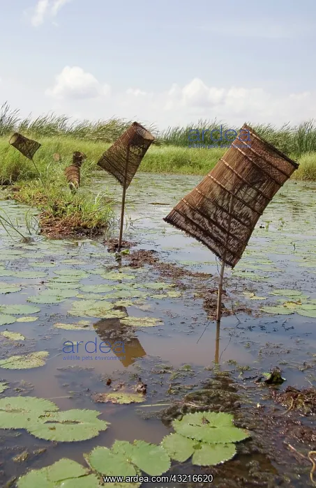 : Africa; Malawi; Lake Chilwa; Fishing weir : Africa; Malawi; Lake Chilwa; Fishing weir