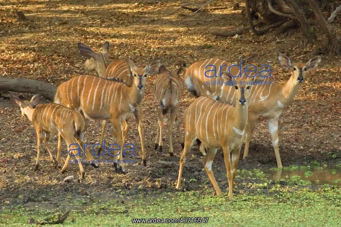: Africa, Malawi, Lengwe National Park, Herd : Africa, Malawi, Lengwe National Park, Herd
