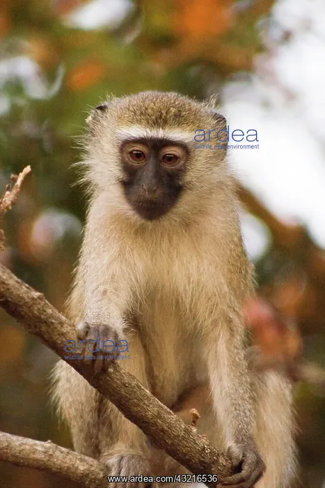 : Africa; Malawi; Lengwe National Park; Vervet : Africa; Malawi; Lengwe National Park; Vervet