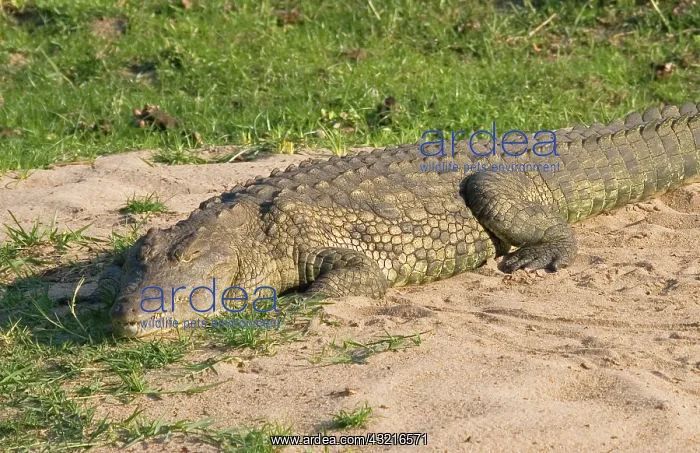 : Africa; Malawi; Liwonde National Park; Crocodile : Africa; Malawi; Liwonde National Park; Crocodile