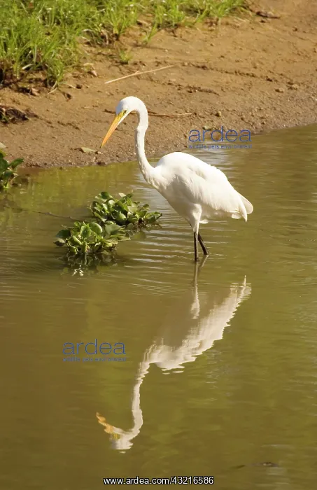 : Africa; Malawi; Liwonde National Park; Yellowbilled : Africa; Malawi; Liwonde National Park; Yellowbilled