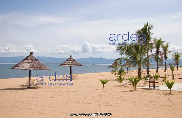 : Africa; Malawi; Mangochi; Lake Malawi; Club : Africa; Malawi; Mangochi; Lake Malawi; Club