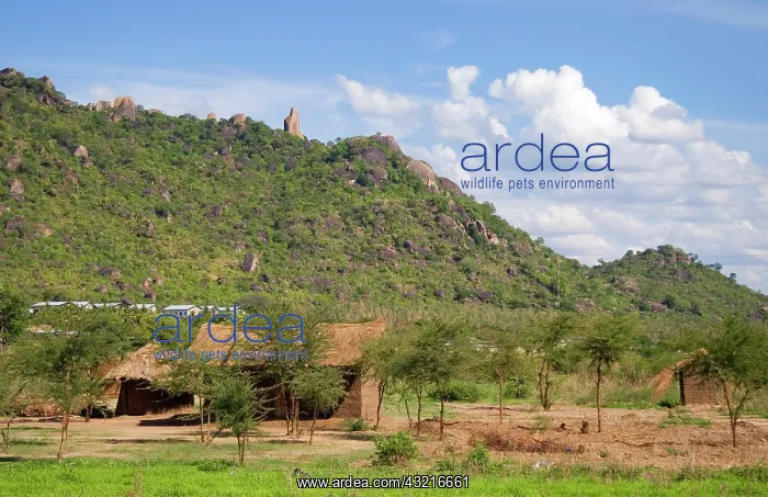 : Africa; Malawi; Mangochi; Lake Malawi; Small : Africa; Malawi; Mangochi; Lake Malawi; Small