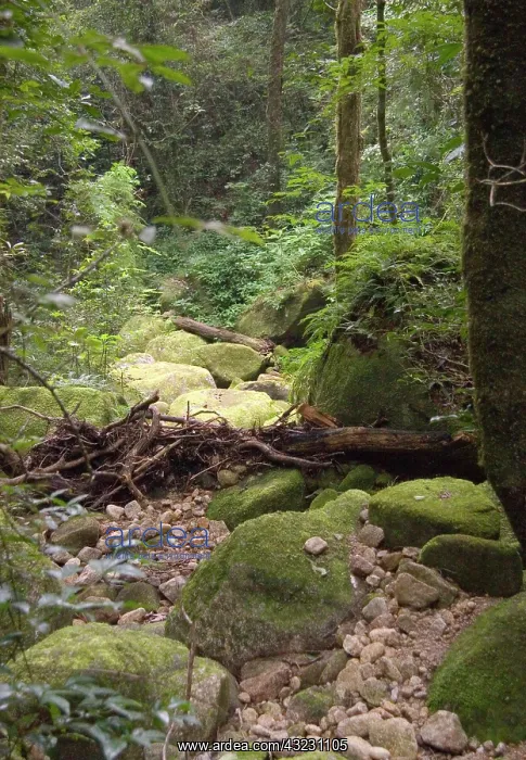 : Africa; Malawi; Mt Mulanje; Jungle trail : Africa; Malawi; Mt Mulanje; Jungle trail