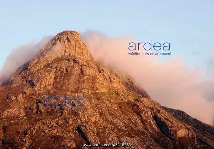 : Africa; Malawi; Mt Mulanje; Thuchila; View : Africa; Malawi; Mt Mulanje; Thuchila; View
