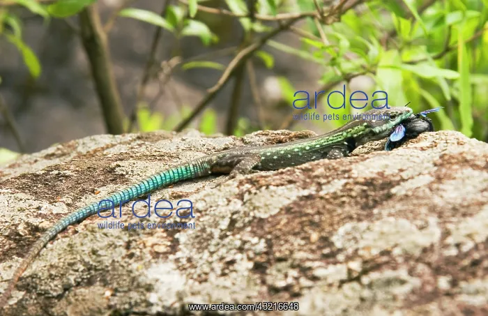  : Africa; Malawi; Mulanje; Mt. Mulanje; Blue-green