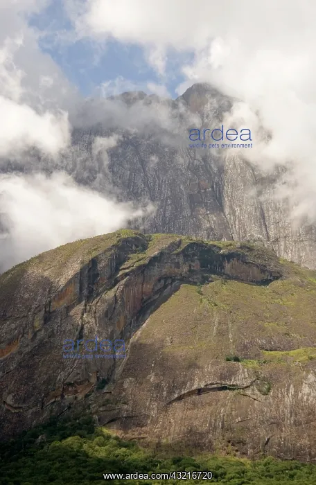 : Africa; Malawi; Mulanje; Mt Mulanje; Mt : Africa; Malawi; Mulanje; Mt Mulanje; Mt