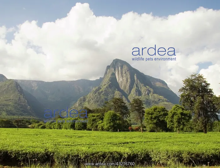 : Africa; Malawi; Mulanje; Mt. Mulanje; Mt : Africa; Malawi; Mulanje; Mt. Mulanje; Mt