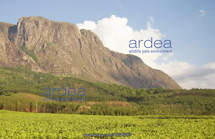 : Africa; Malawi; Mulanje; Mt. Mulanje; Tea : Africa; Malawi; Mulanje; Mt. Mulanje; Tea