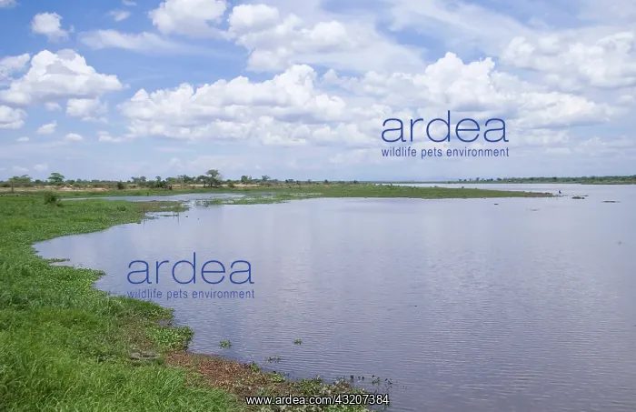 : Africa; Malawi; Shire river; Shoreline along : Africa; Malawi; Shire river; Shoreline along