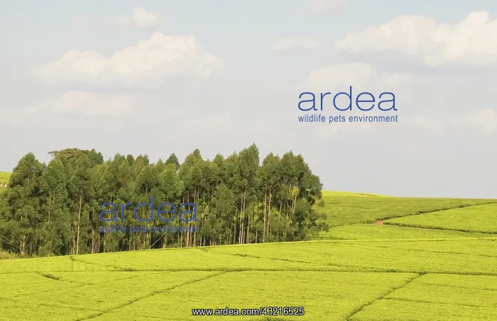 : Africa, Malawi, Thyolo, Fields of tea bushes : Africa, Malawi, Thyolo, Fields of tea bushes