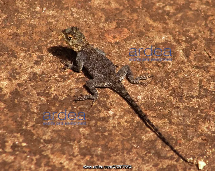 : Africa; Malawi; Zomba; Brown lizard at Zomba : Africa; Malawi; Zomba; Brown lizard at Zomba