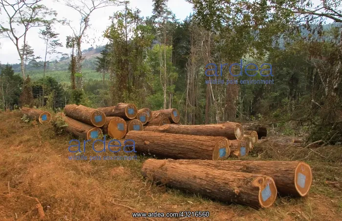 : Africa, Malawi, Zomba; Cut logs piled along : Africa, Malawi, Zomba; Cut logs piled along
