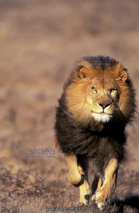 : Africa. Male African Lion (Panthera leo) : Africa. Male African Lion (Panthera leo)
