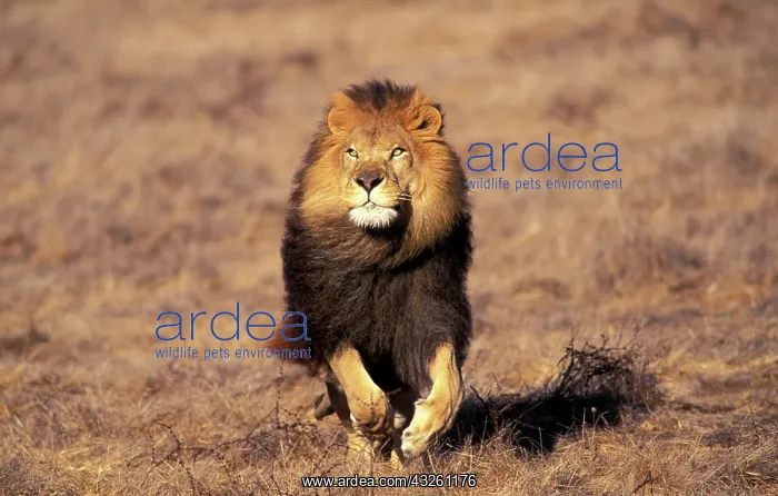 : Africa. Male African Lion (Panthera leo) : Africa. Male African Lion (Panthera leo)