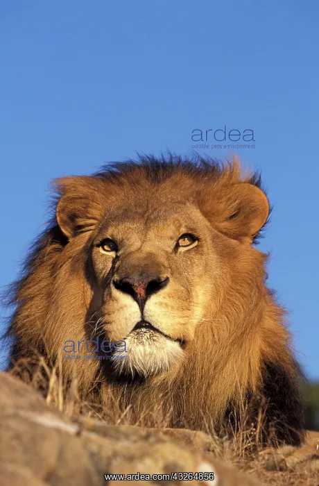 : Africa. Male African Lion (Panthera leo) : Africa. Male African Lion (Panthera leo)