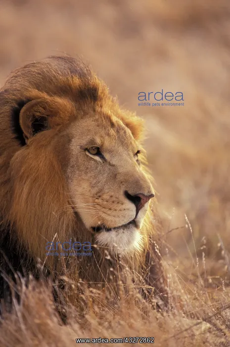 : Africa. Male African Lion (Panthera leo) : Africa. Male African Lion (Panthera leo)